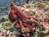 common reef octopus - Octopus cyanea