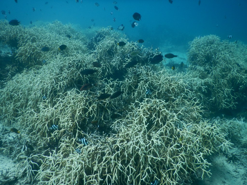 Coral Reef Monitoring: finding hope