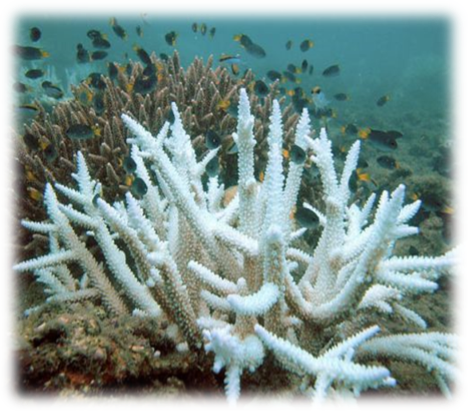 An interns insight: Coral bleaching